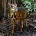 Chevrotain